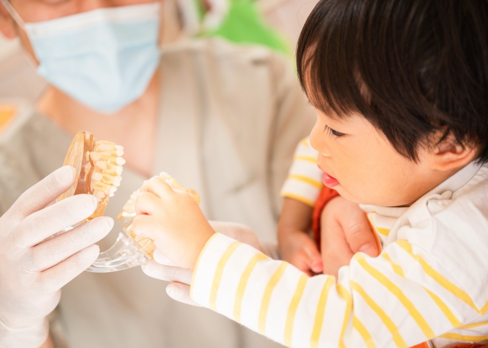 模型を使って子どもの歯を説明する小児歯科医